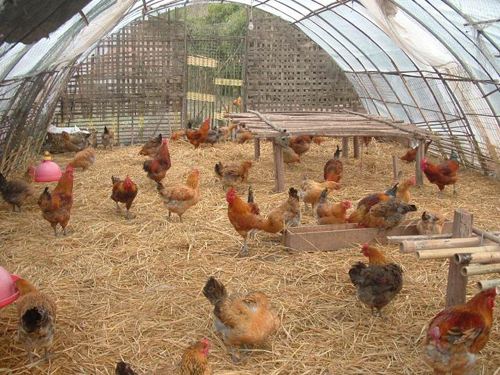 蛋鸡标准化安全生产关键技术,蛋鸡养殖安全管理制度