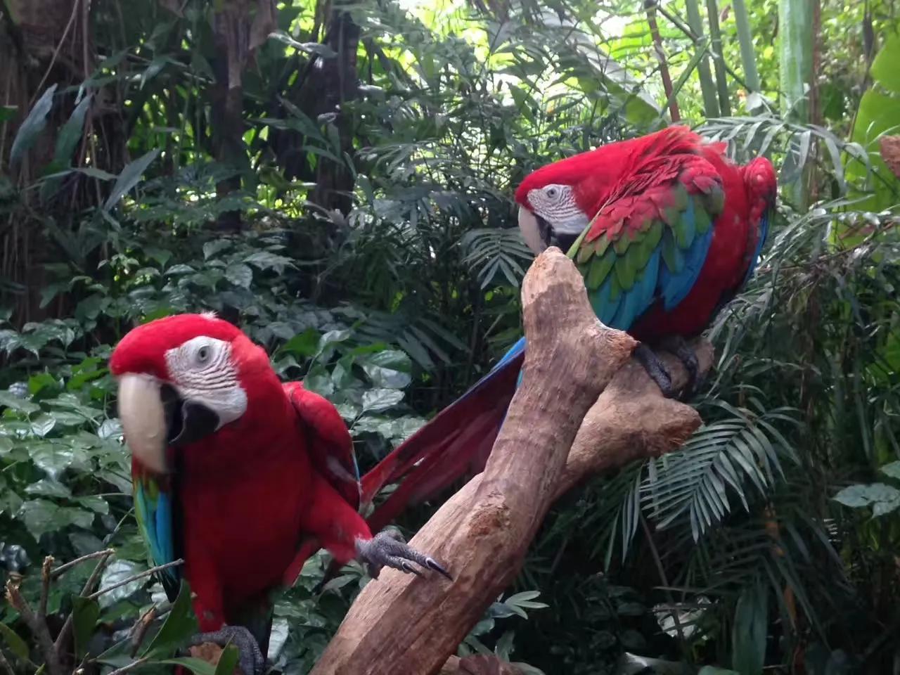 广州长隆野生动物世界游记300字,广州长隆野生动物园游记