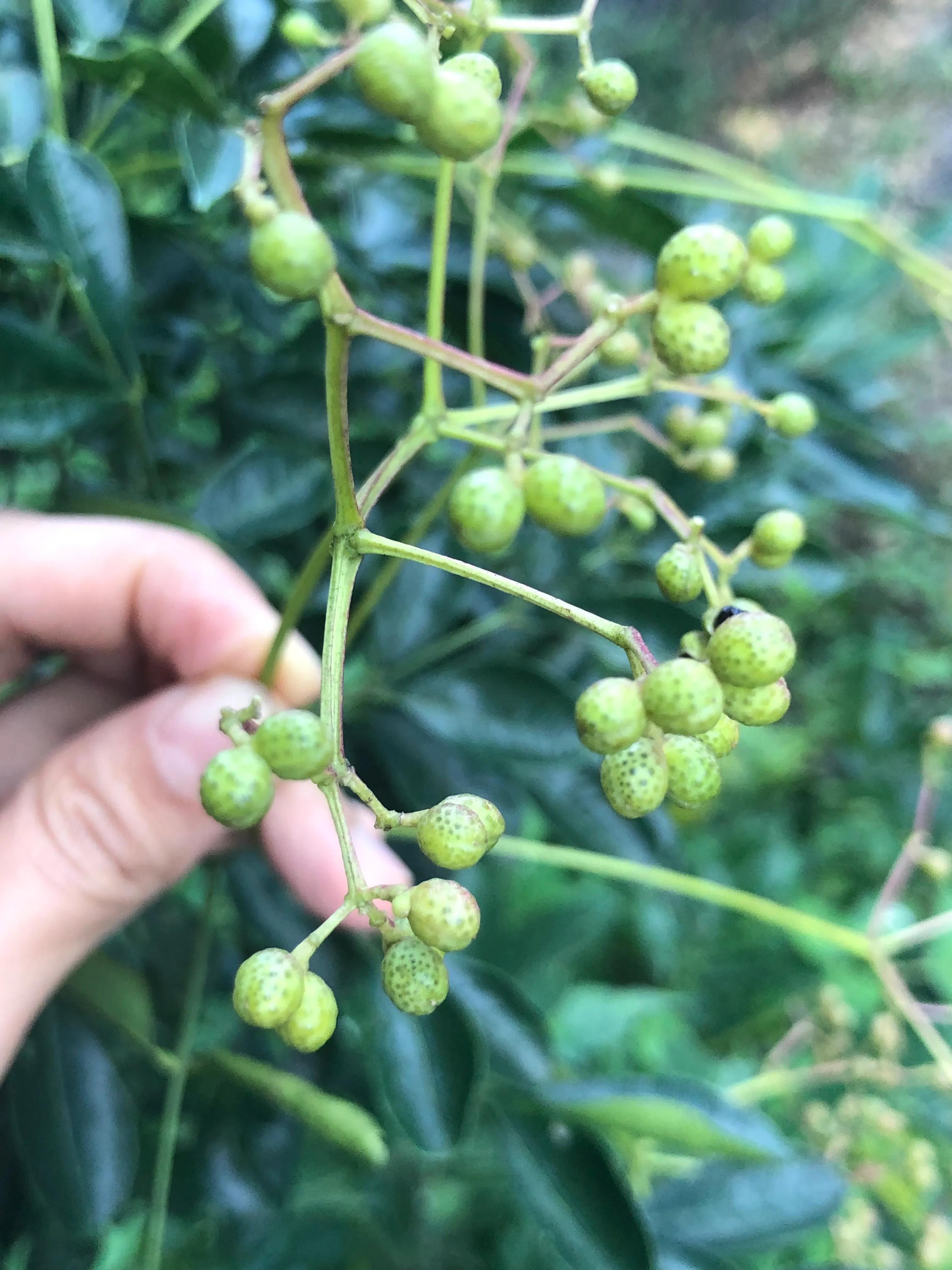 娣卞北鑰佹灄閲庤彍妞嶇墿,鍘诲璁垮北闂寸殑閲庣敓鏈崏妞嶇墿