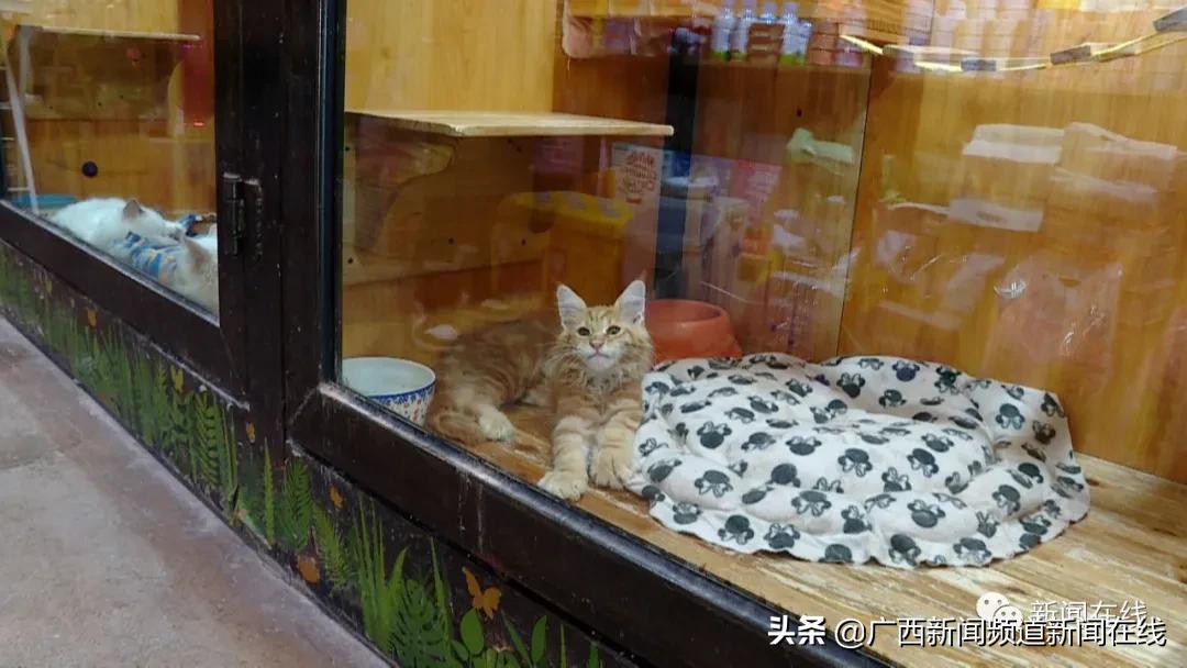 男子当街踢死小猫确认死亡后离开,广西男子一脚踢死小猫后续