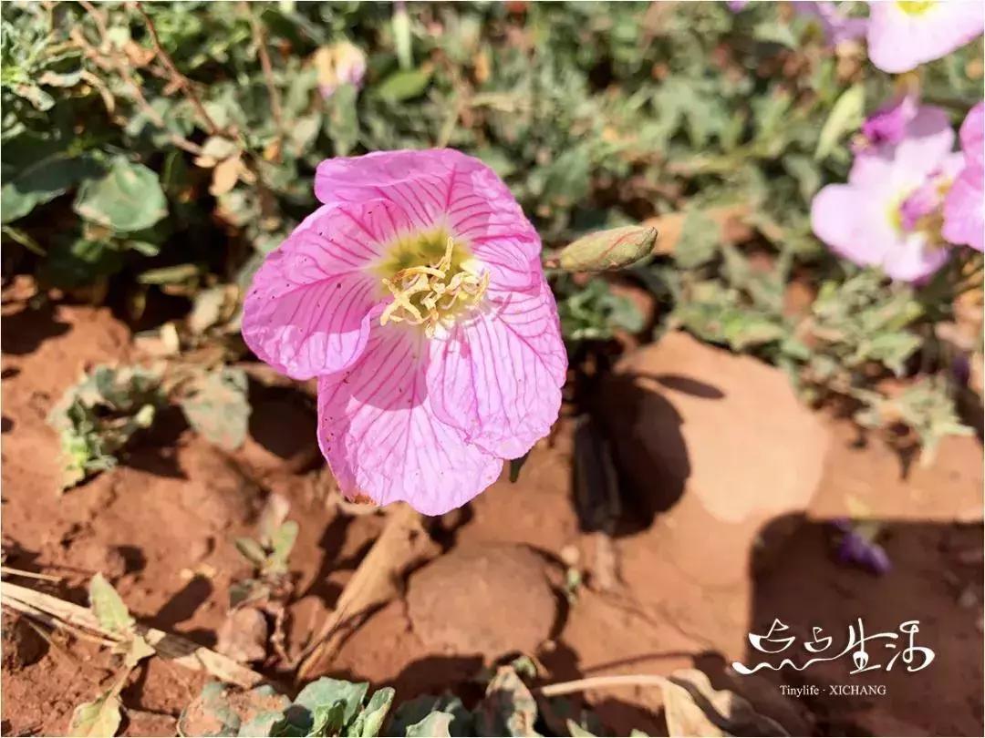 西昌春天一定不能错过的美景,不来黄山你永远不知道有多美
