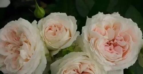 99棵月季,最值得入手的玫瑰月季