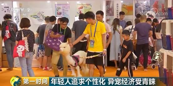 给宠物整个造型，要花5000块钱？小宠物大市场：宠物行业总市值首次破2000亿