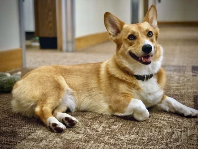 狗狗耳朵听噪音很敏感吗,狗狗的耳朵特别臭怎么办