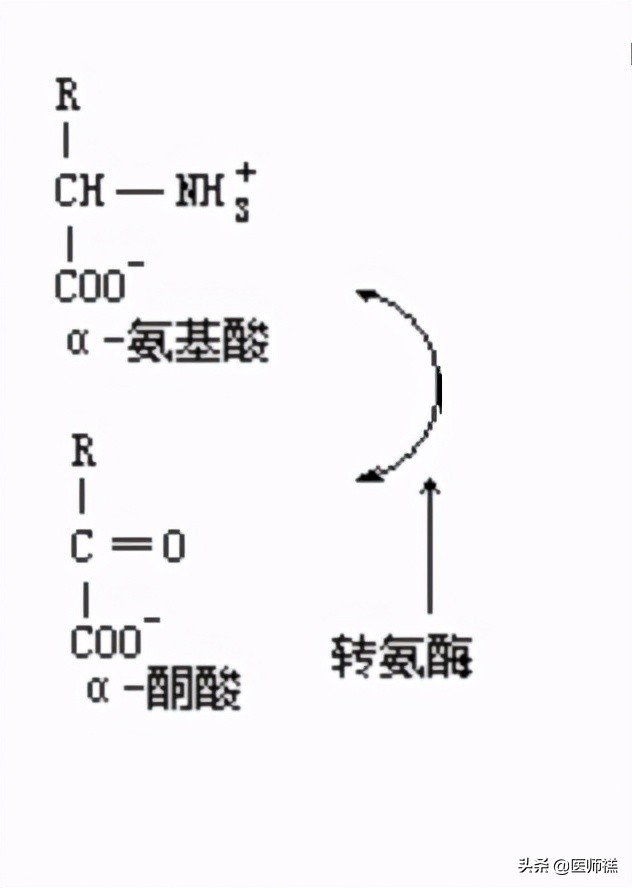 慢性肾衰患者的饮食关注事项,慢性肾衰竭低蛋白饮食指导顺口溜