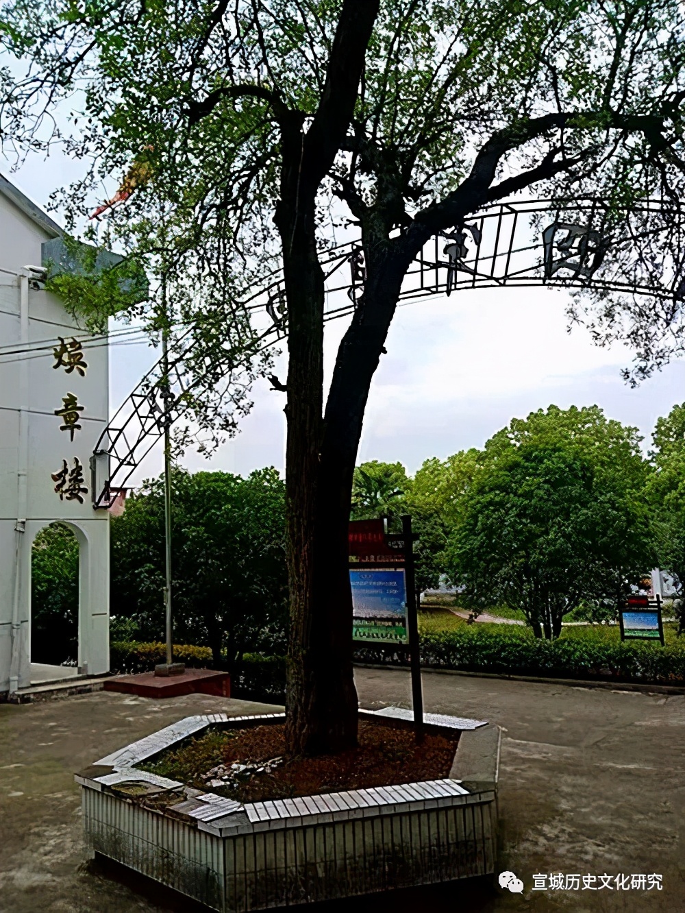 郎溪毕桥镇：一棵大枣树的红色基因