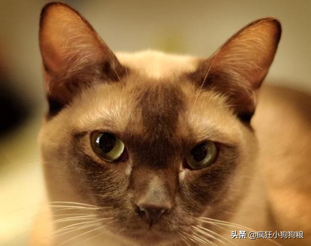 狗的寿命和猫的寿命,猫寿命和人寿命对比