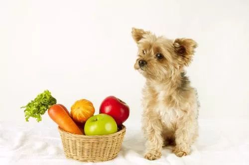 养狗实用干货,养狗吃的东西关注事项