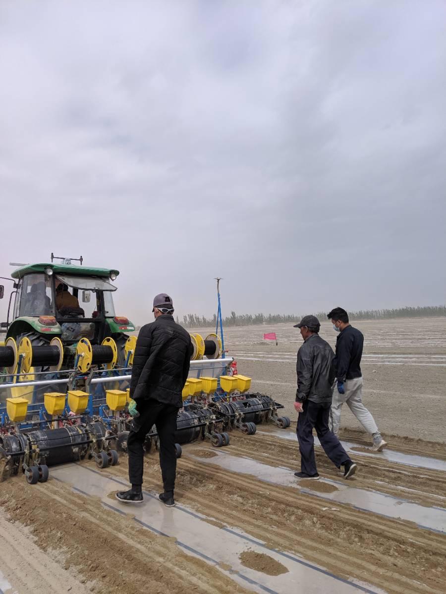 棉田里的边缘战事