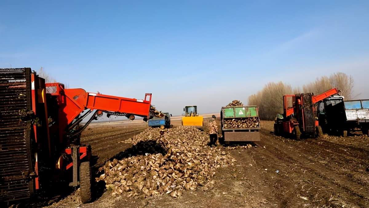 丹顶鹤保护区地址,齐齐哈尔依安丹顶鹤