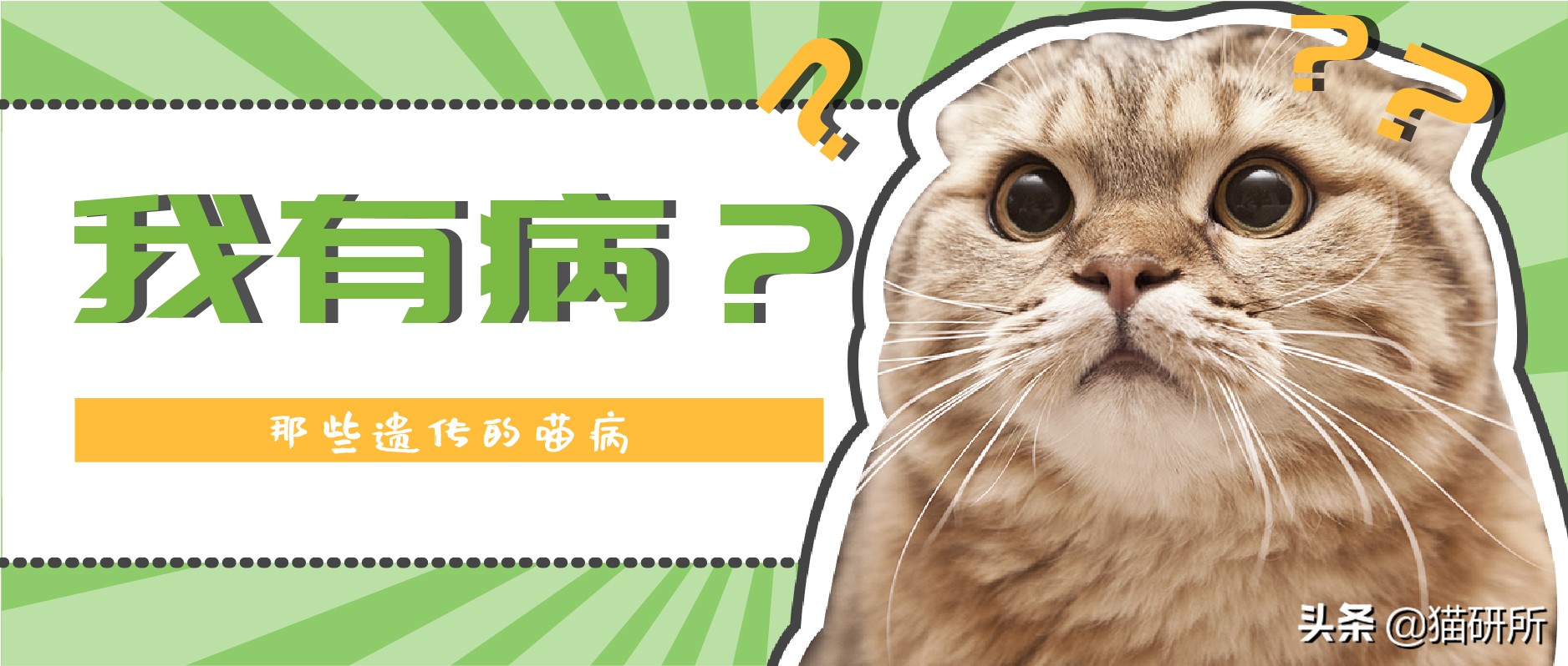猫传腹是突发性疾病还是遗传疾病 (猫鼻支会遗传给后代吗)