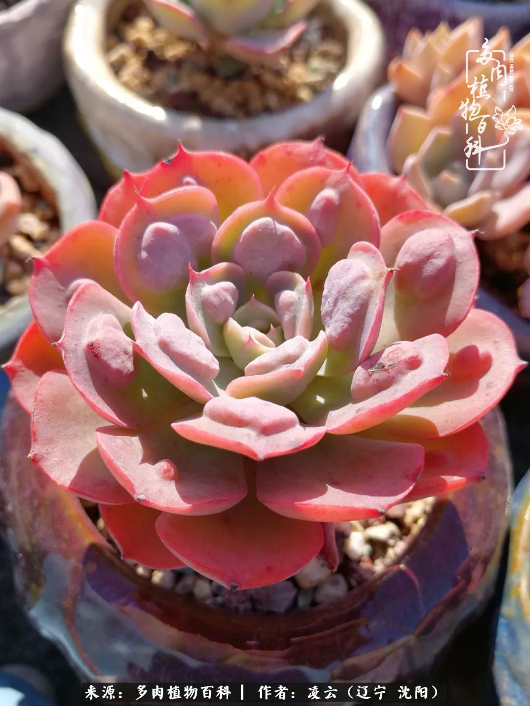 秋闲赏多肉，话育儿，亲生的自家娃，总有一刻让你怦然心动