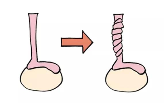 男性的蛋蛋有什么作用？会出现哪些问题？