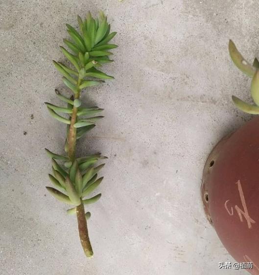 千佛手叶片发灰并且会枯萎,千佛手长出几个头怎么修理