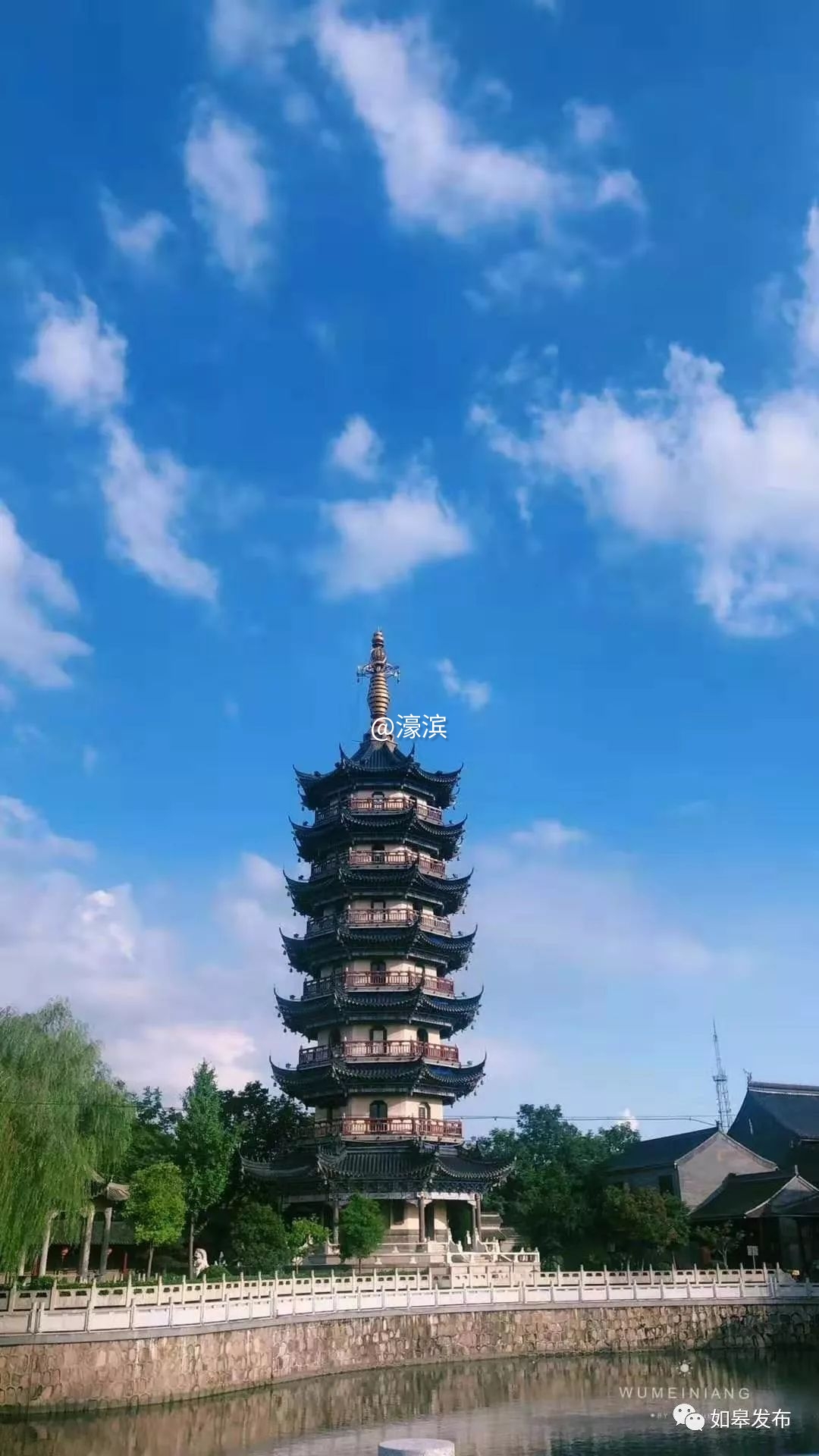 什么是如皋蝶尾,如皋的特点