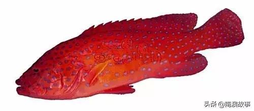 潮汕海鲜大全带图片,十大最好海鲜鱼