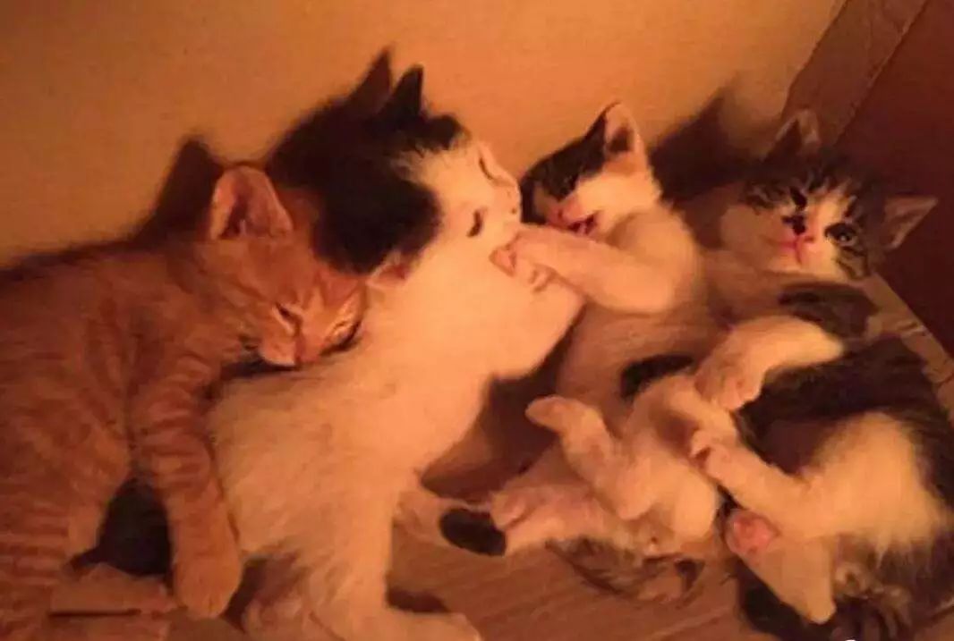 猫咪起名的三点技巧，主人正确取名更有利于爱猫与自己的情感沟通