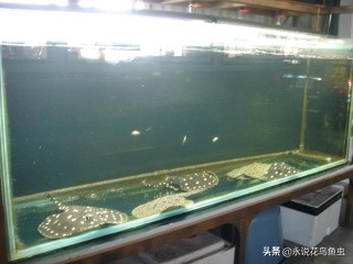 观赏鱼养殖技术论坛,观赏鱼鱼友沟通