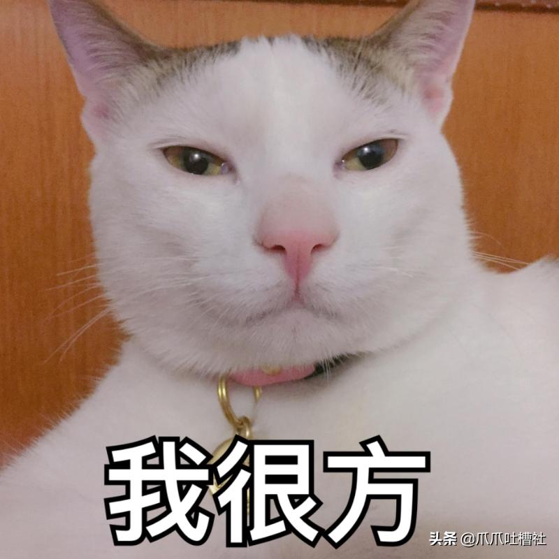 猫咪得了糖尿病，怎么办？给它喝点“糖盐水”