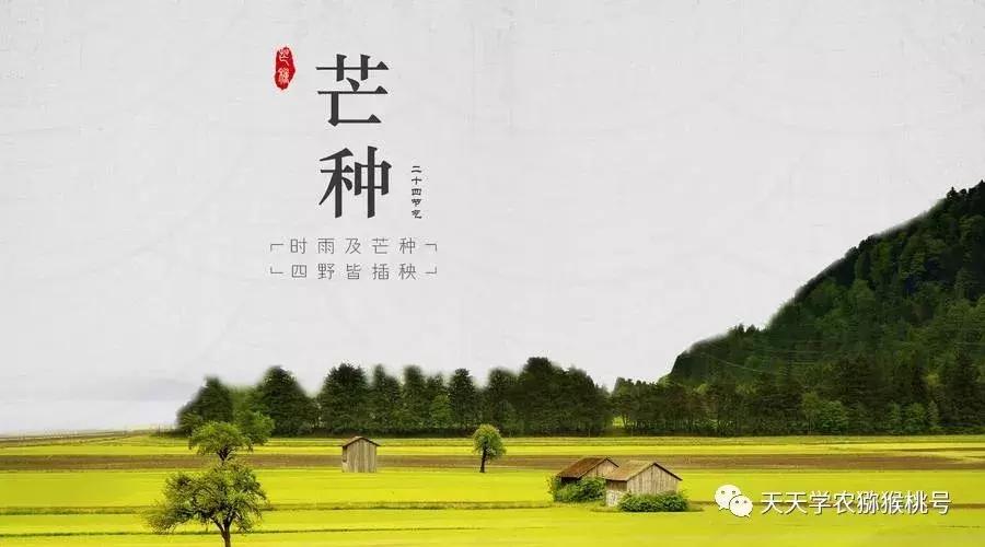 猕猴桃叶片日灼后怎么办,猕猴桃花萎蔫是什么原因