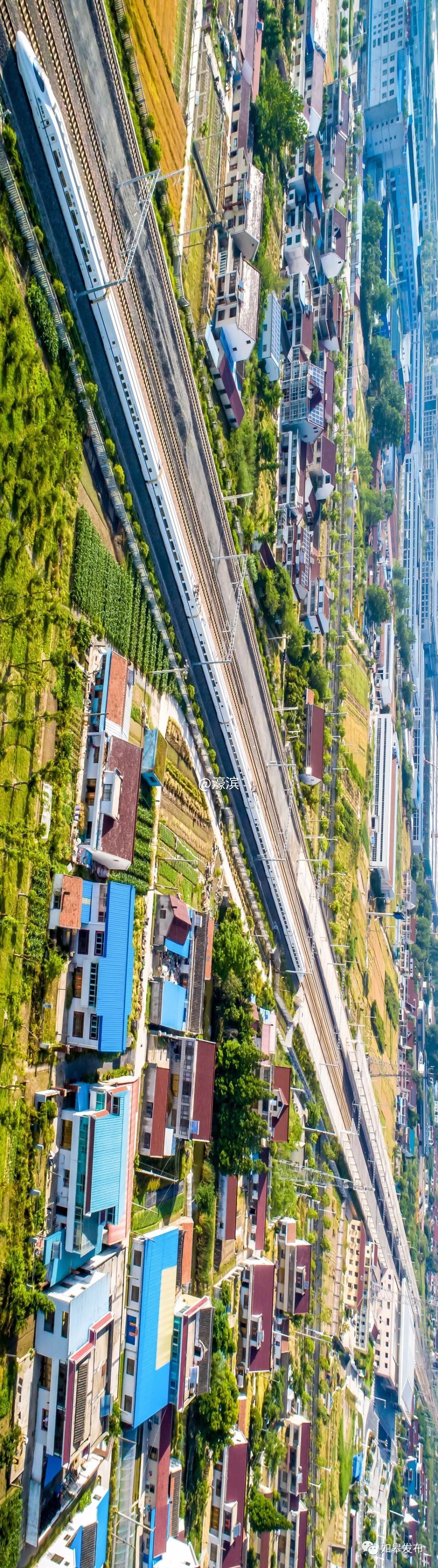 什么是如皋蝶尾,如皋的特点