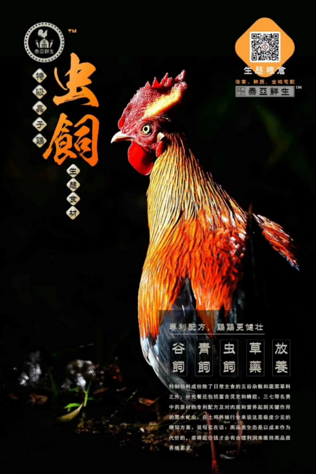 中药里的营养虫,中药营养鸡