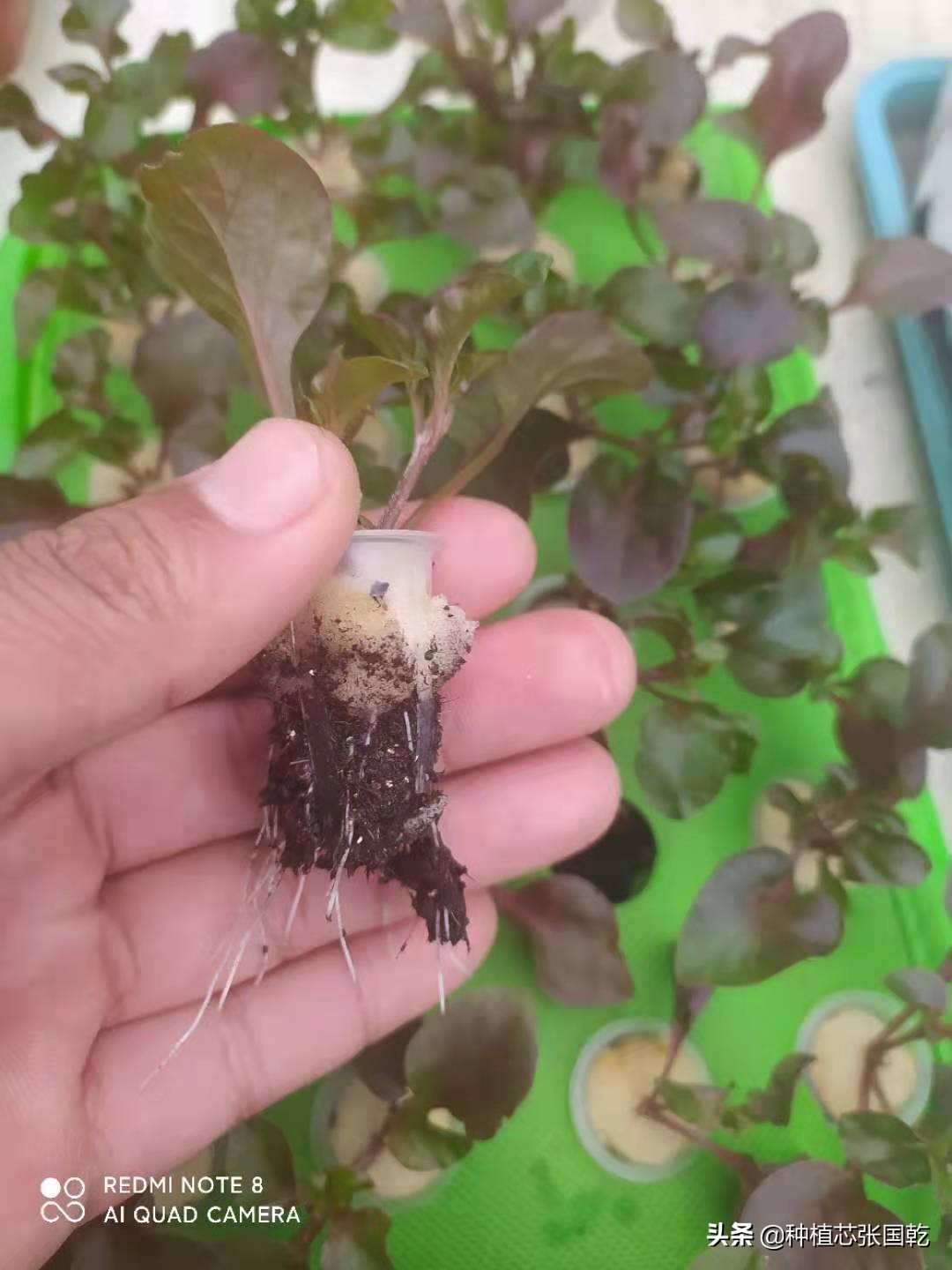 聪颖农业创新创业大赛项目推荐,农业创新创业案例分享