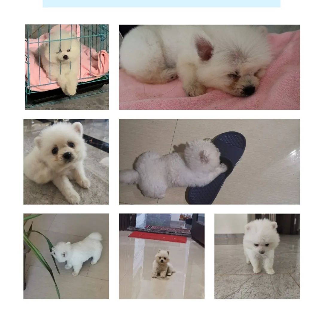 和宠物沟通说什么,宠物谈恋爱怎么回事