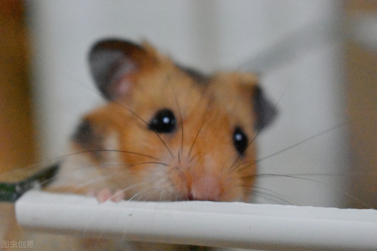 刚买回来的金丝熊拉稀怎么办,如何辨别金丝熊拉稀还是湿尾