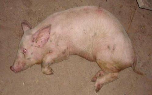猪突然尖叫抽搐倒地,育肥猪倒地不起抽搐