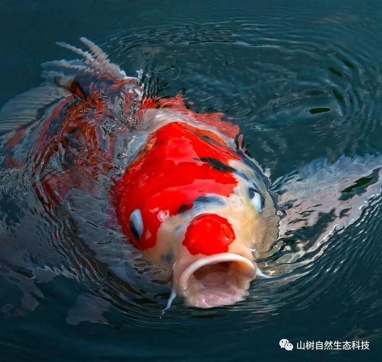 怎么训锦鲤最有效,锦鲤新手必备技巧