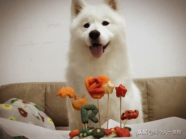 妈妈忙一晚上给萨摩耶做蛋糕庆祝生日，结果一言难尽，软糖：秒光