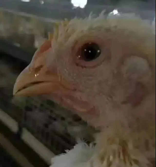 鸡新城疫最快的治疗方法,治疗鸡新城疫用什么特效药