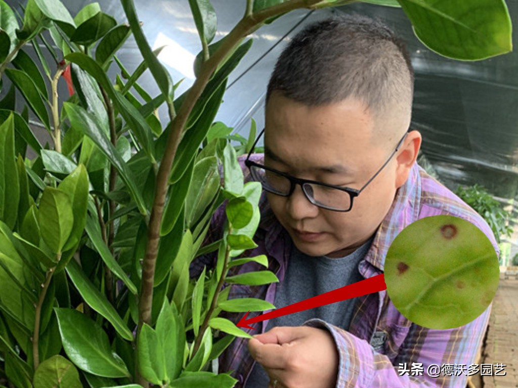 金钱树很容易出现褐斑病,金钱树炭疽病的防治