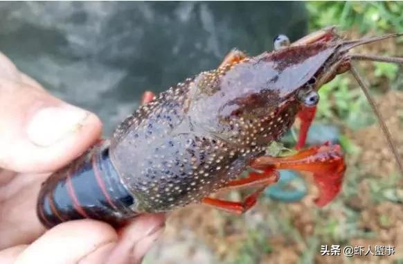 龙虾烂壳病是怎么回事,烂虾病