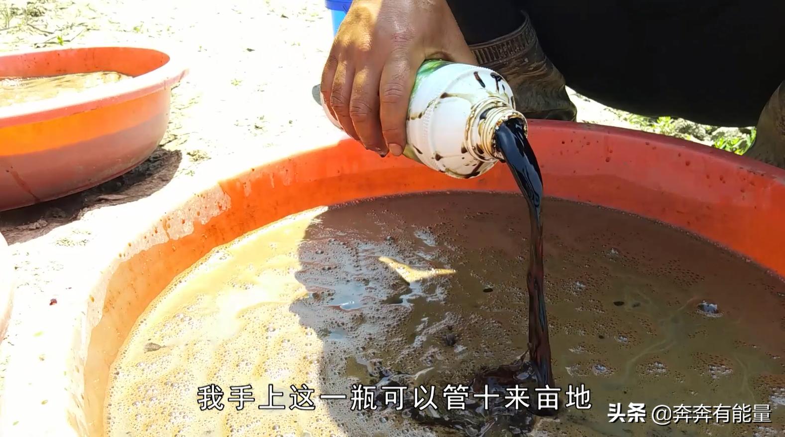 池子水浑浊，15天了蝌蚪还长不大，谁在捣乱？青蛙到了养殖关键期