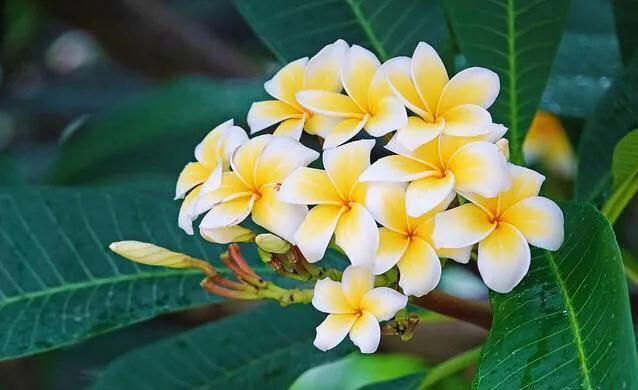 各国国花及其寓意,各国国花和象征意义