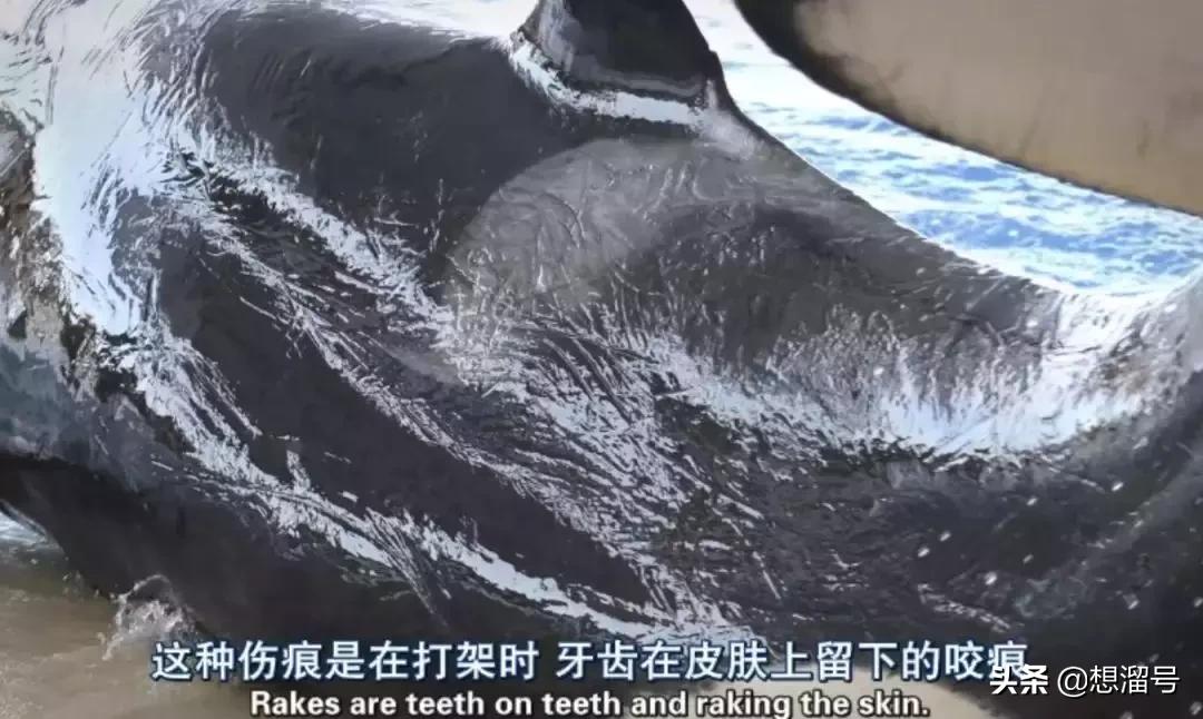 被囚34年取精，被迫亲手杀死爱子，最后只能挣扎着死去……