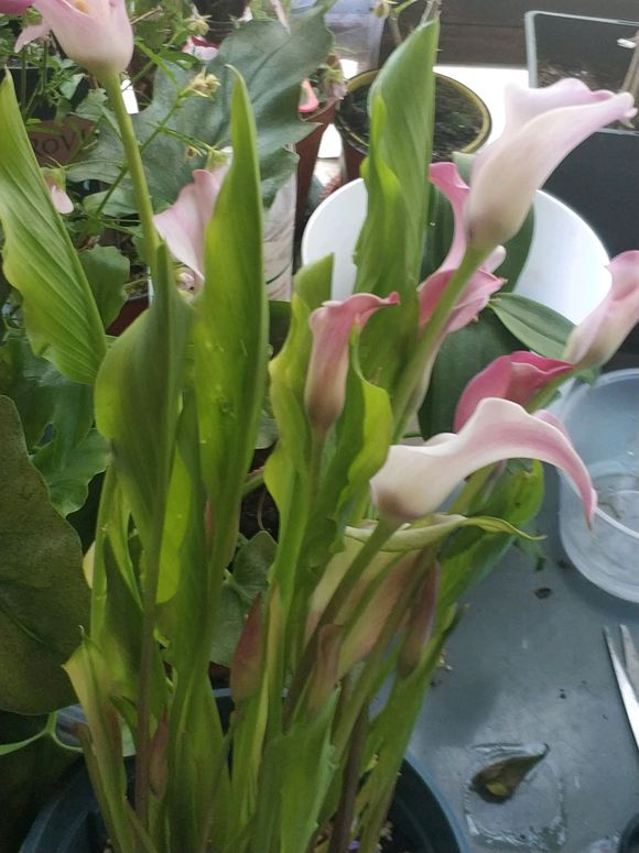 马蹄莲养不好，关注3点细节，黄叶变绿叶