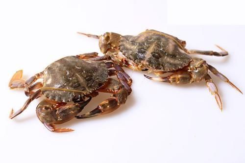 渤海湾野生海鲜图片,渤海湾海鲜为什么好