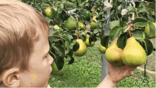 新西兰美食100种,哪里有新西兰水果