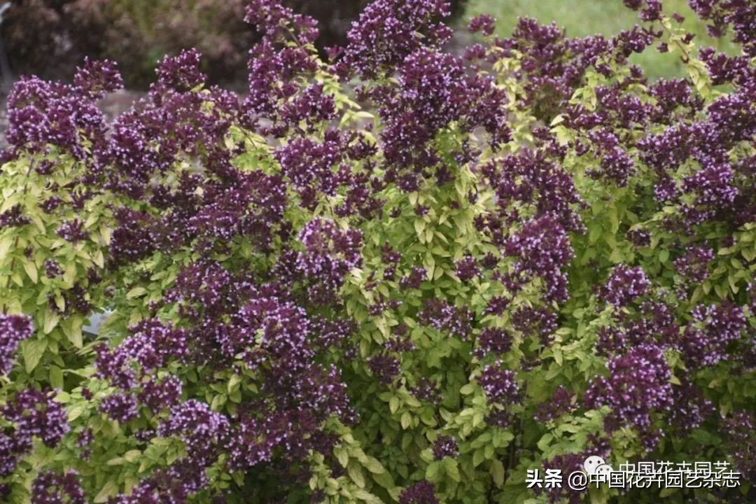 全球知名育种商网上推新品——TerraNova、ProvenWinners|环球