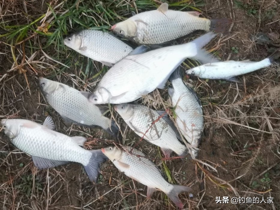 野河武昌鱼怎么钓,秋季武昌鱼钓法