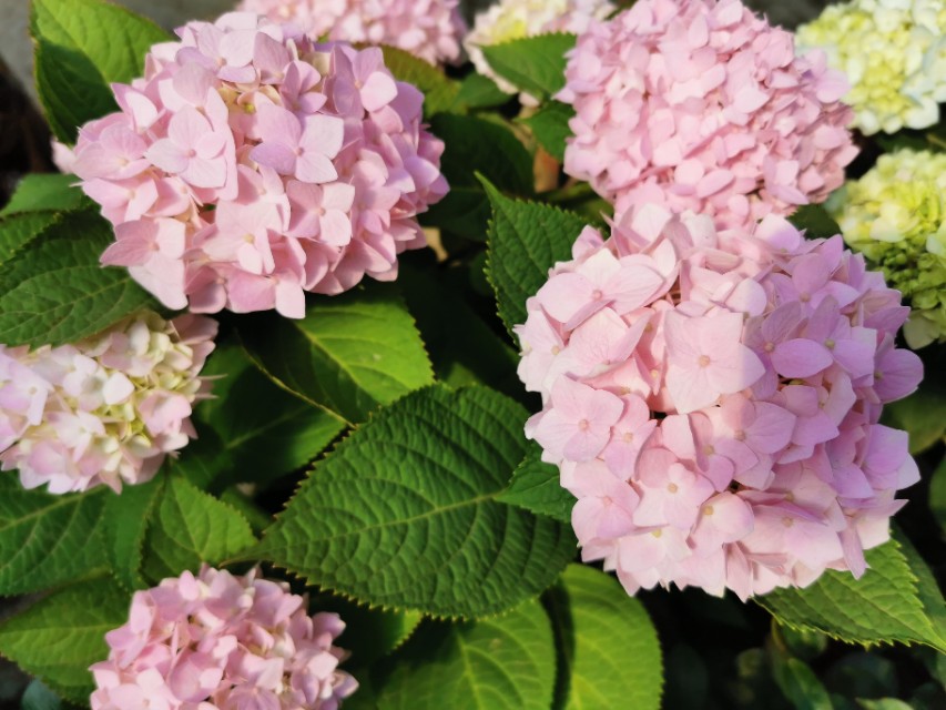 循迹盛京之十二浑南南井村花卉市场