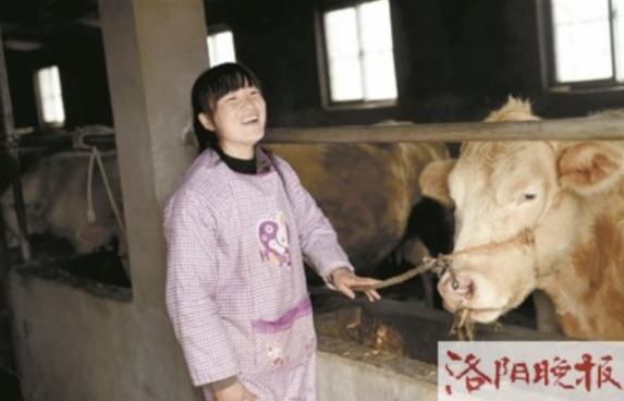 95后姑娘大山养牛,洛阳郭文瑞养牛视频