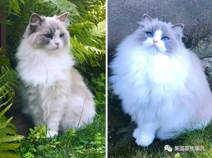 蓝鲸实拍有多大,蓝鲸到底有多大参照物