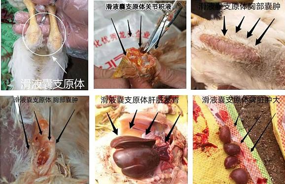蛋鸡滑液囊支原体危害,鸡滑液囊支原体感染