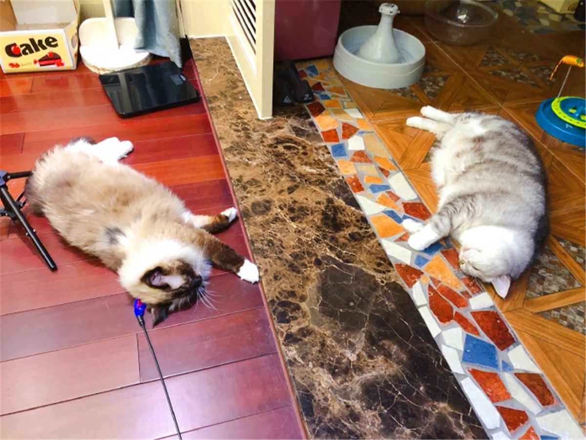 猫咪深度睡眠姿势,猫咪怎样睡觉才说明放松警惕