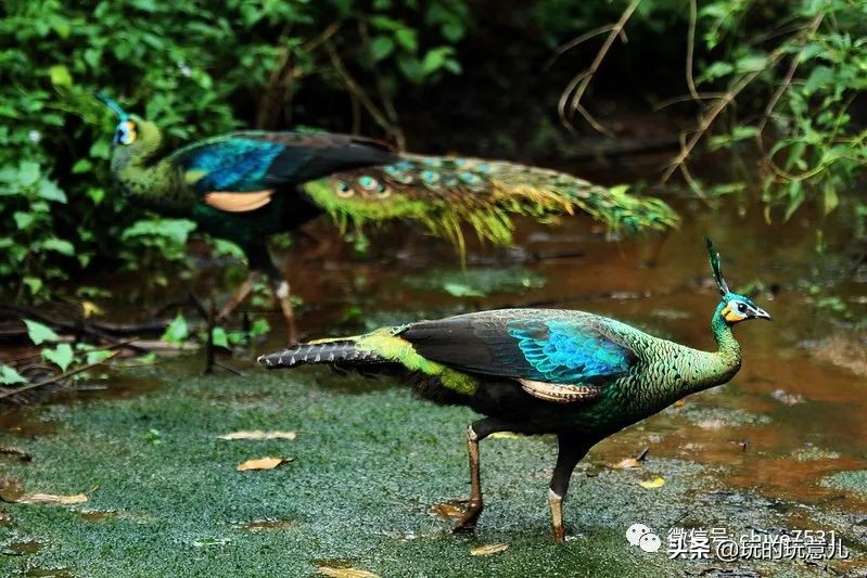 中国画孔雀名作,中国名画孔雀