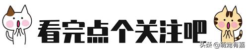 猫咪科学喂养不影响健康,猫真的不能吃素食吗